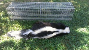 SkunkTrap