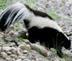 Skunks in Sacramento